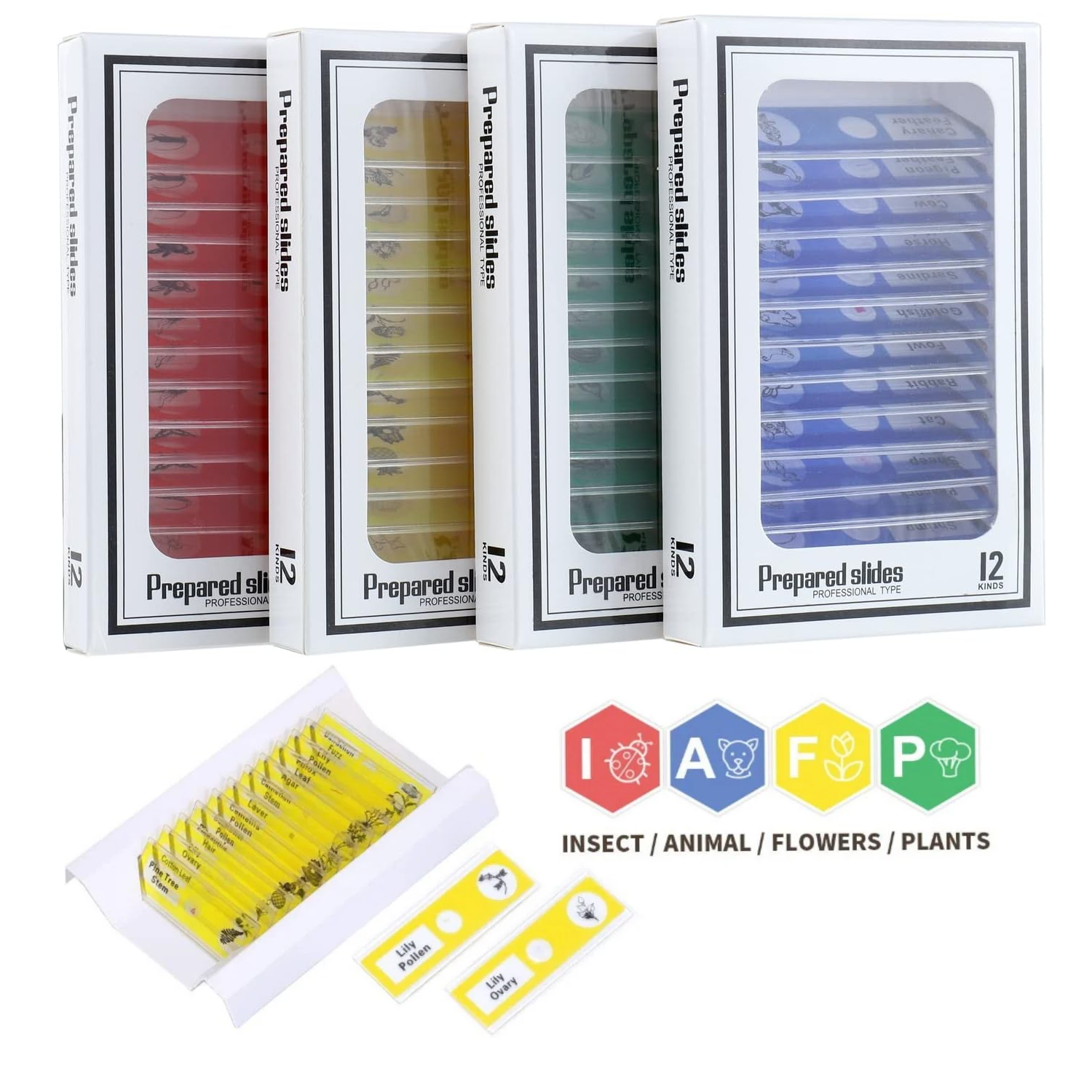 Portaobjetos preparados de acrílico para microscopio – 12 portaobjetos, con caja